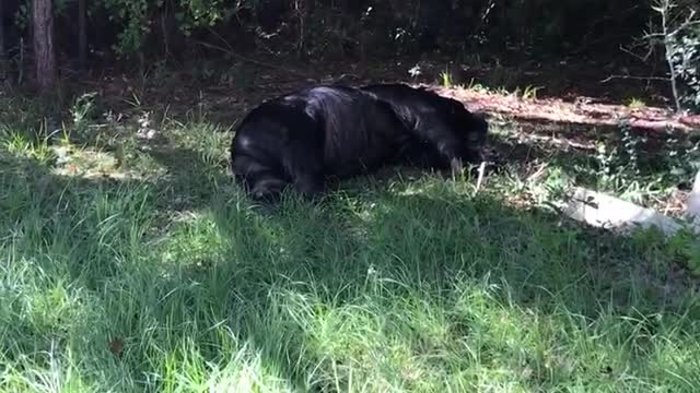 Wounded Bear Wanders Into Person's Yard