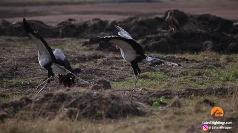 2 Secretary Birds Attack Rabbit