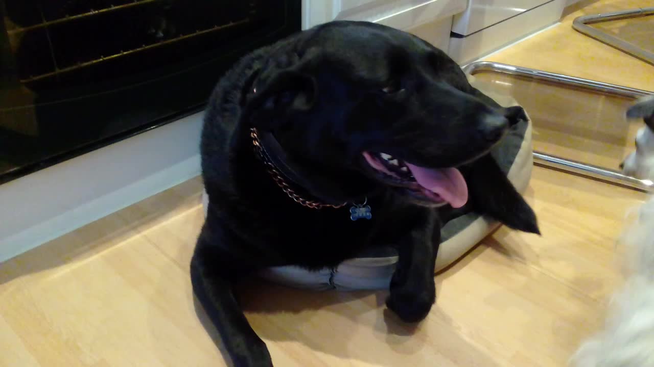 PERCY THE LABRADOR , IN A MINI BED