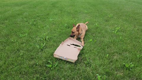 Pizza Delivery Dog