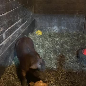 Pigs love pumpkins!