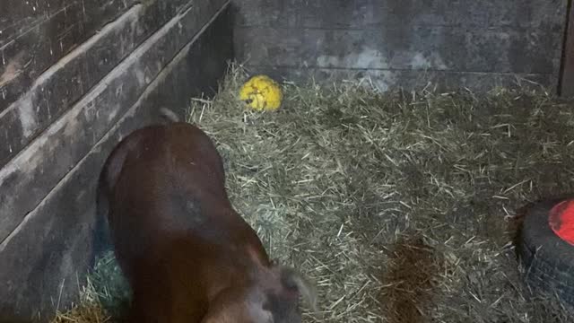 Pigs love pumpkins!