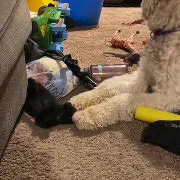 Gentle giant and adopted kitten reunite