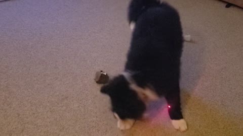 Brody and the Laser Light