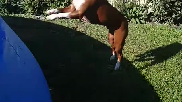 Dog does crazy jump into the pool