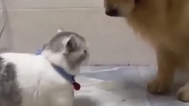 Cat_bill problem