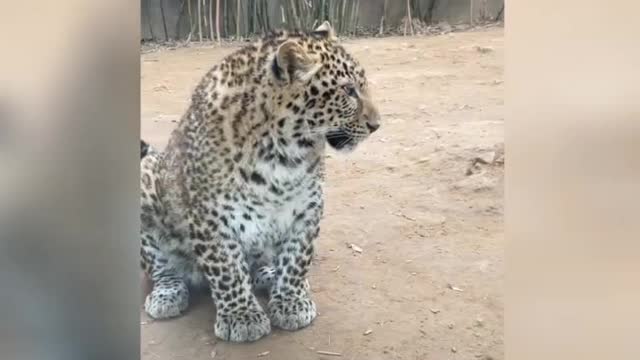 Ferocious leopard, very shocking.
