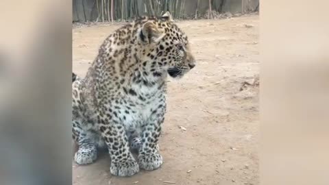 Ferocious leopard, very shocking.