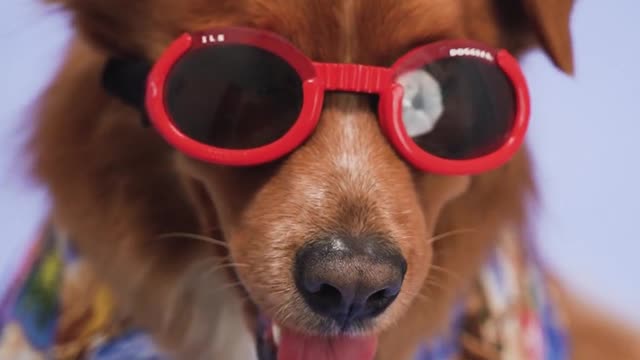 🤣Funny Dog Videos 🤣 Only DOGS can make us SUPER HAPPY and LAUGH🐶 It's time to LAUGH with Dog's life