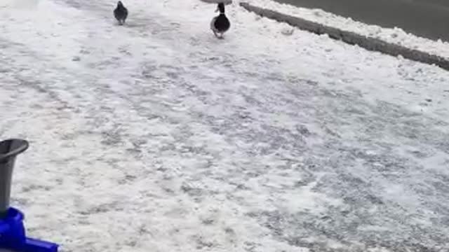 Agent duck on a mission