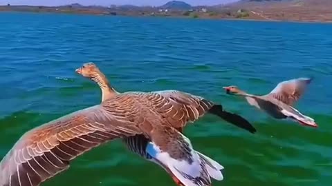 Duck in the sea