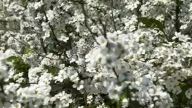 Spring flowers of Korea