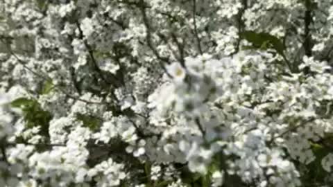Spring flowers of Korea