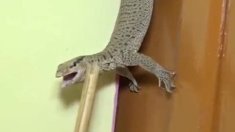 angry Indian monitor Lizard