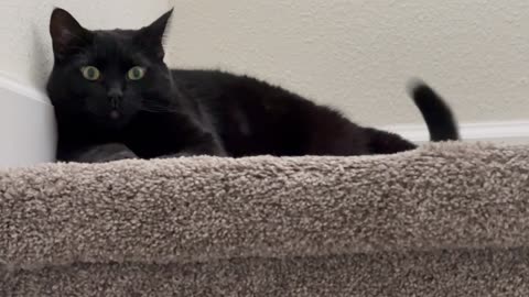 Adopting a Cat from a Shelter Vlog - Cute Precious Piper is a Great Barrier on the Stairs