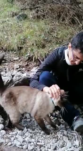 This cat begs to get a cuddle