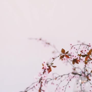 Nature - fresh flowers so Beautiful