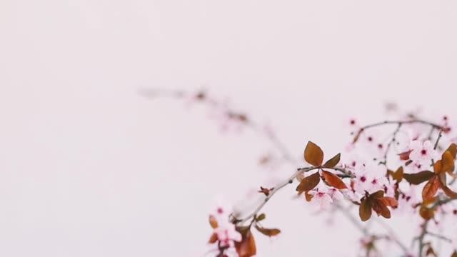 Nature - fresh flowers so Beautiful