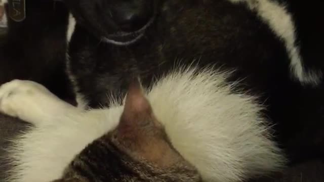 Angry black white dog kitten bites tail