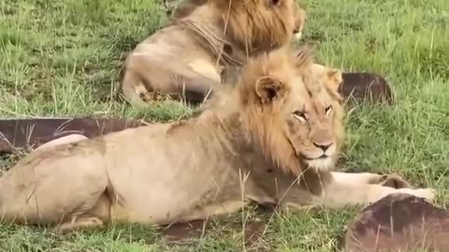 Cute animals 15 Lions