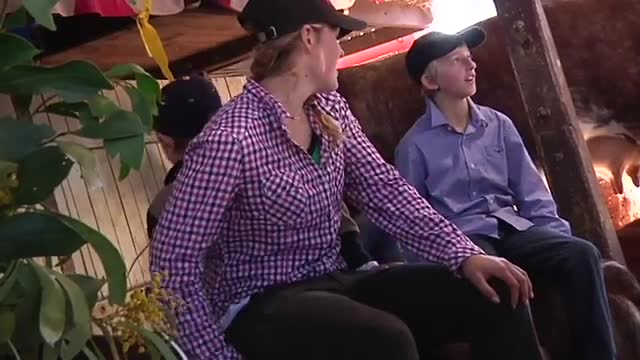 Cattle Judging