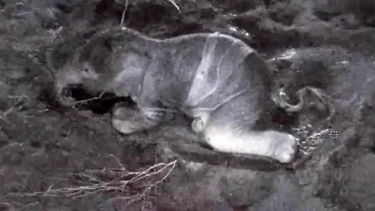 Rare Asian baby elephant born at Chester Zoo in UK Britain