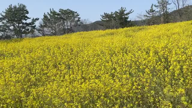 rape flowers swaying in the wind