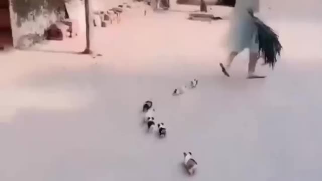 🔥Funniest Dogs Videos - Best Funny Animal Videos 2022 🔥