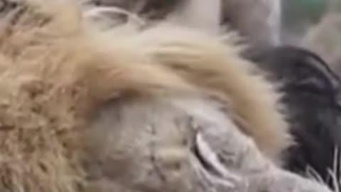 Lion King