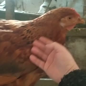 My dear Goldi is in a bad mood.