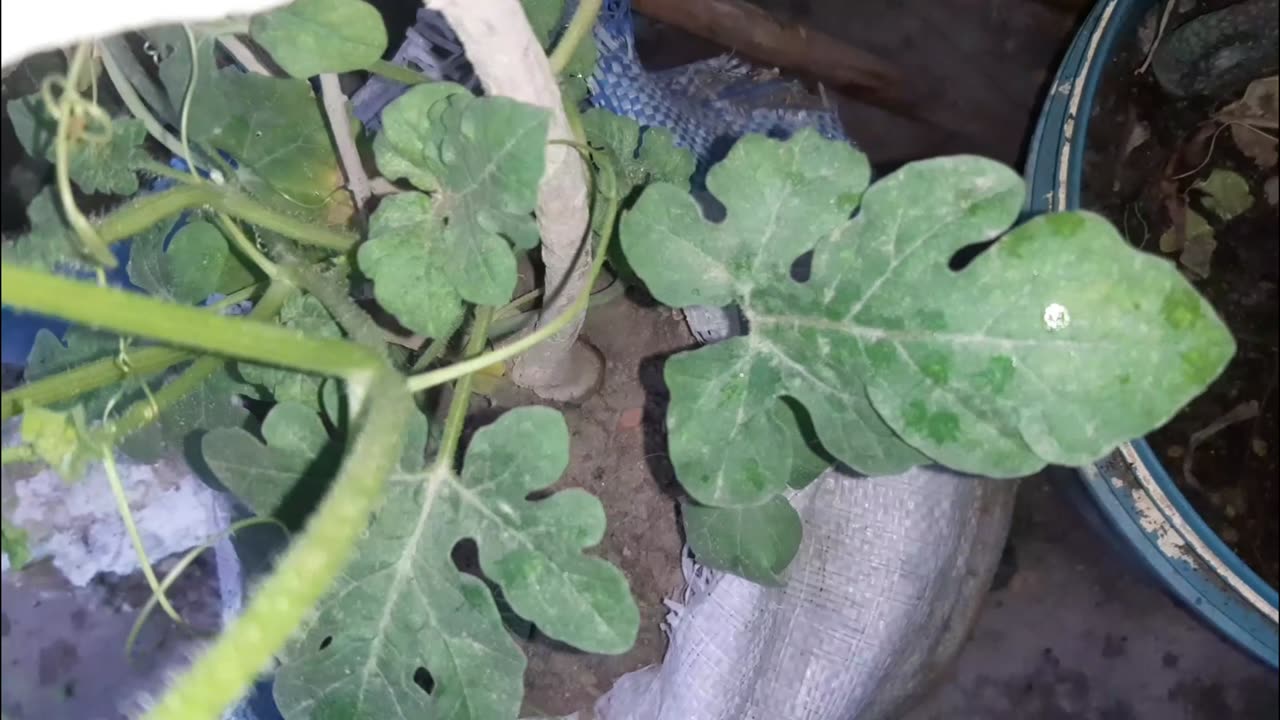 How to make kichen garden tips how can my home garden gardening Indain flower