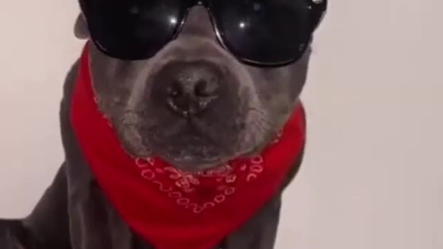 Funny cute dog's dress up