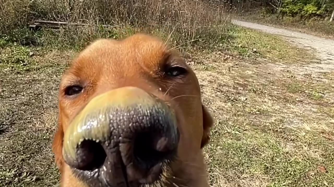Wildlife with a natural perspective & Funs