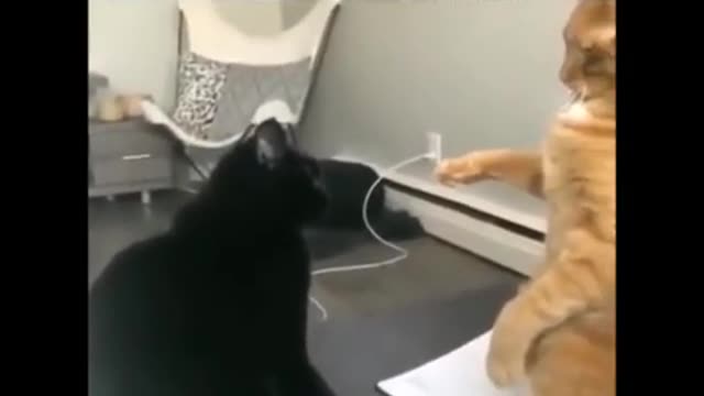 I will heal you sinner Funny Cat Video