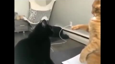 I will heal you sinner Funny Cat Video