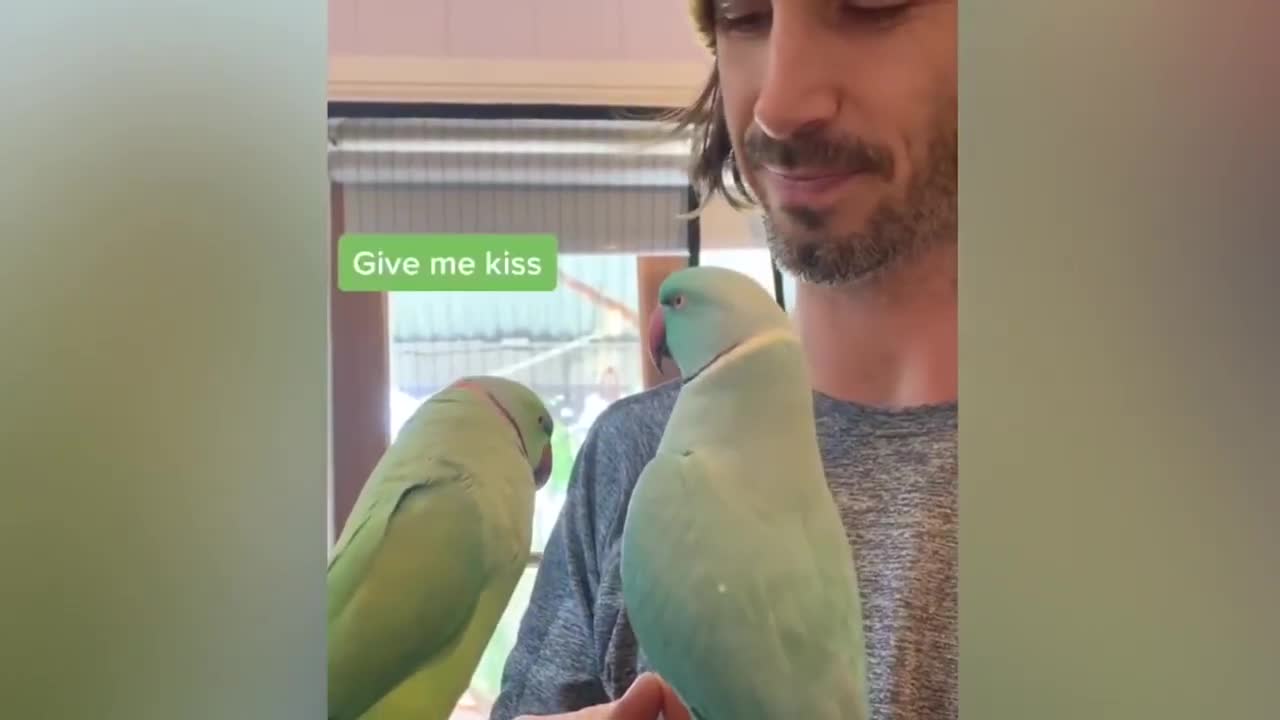 Funniest PARROTS talking (THEY SPEAKING BETTER THAN ME) LOL !!