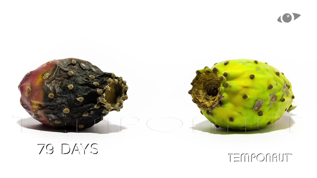 Cactus Pear (Indian Fig) Fruit Timelapse