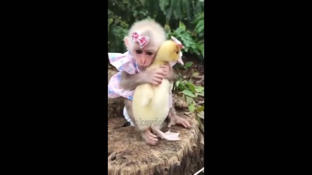 Cute Duckling playing with Monkey