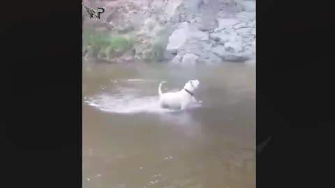big Pitbull vs Wolf Attack