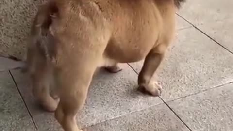 dog & fake Lion and Fake Tiger funny videos | Videos