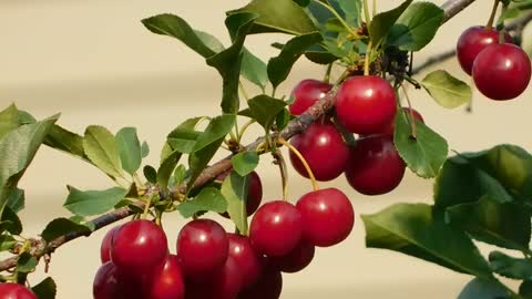 Delicious Cherries on the Tree