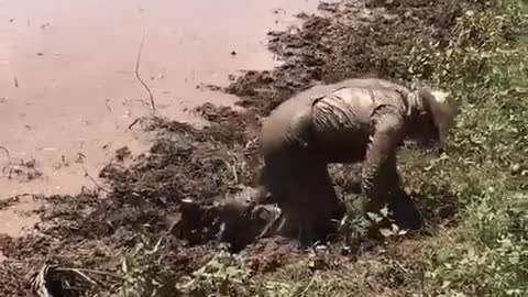 Man Takes Mud Bath on Horseback