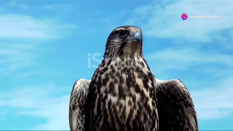 Falcons in the desert