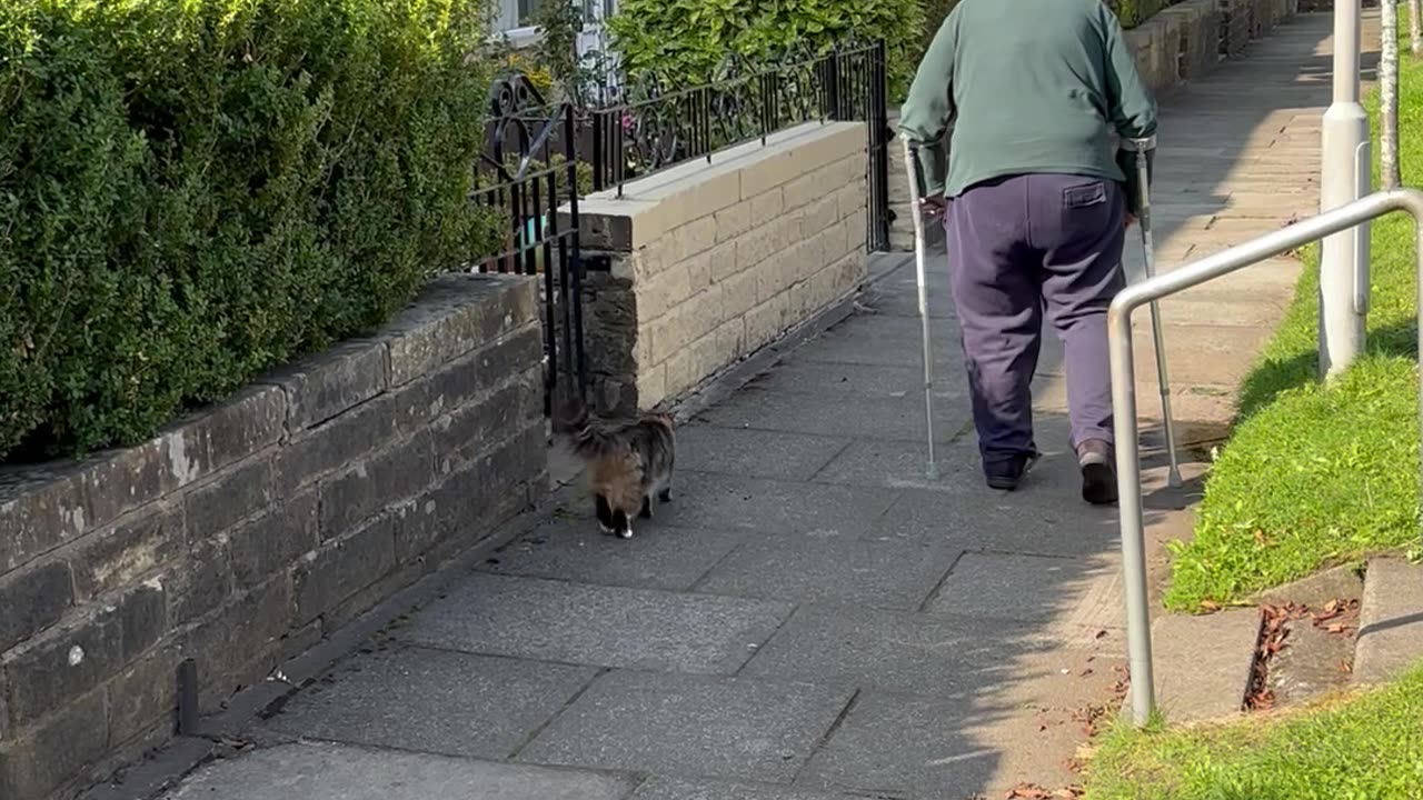 Cat Keeps Grandad Company On Walk