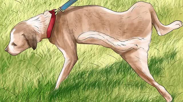 How to Stop Your Dog From Peeing On The Same Area/Spot!