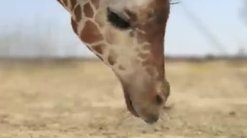 Elephant giraffe