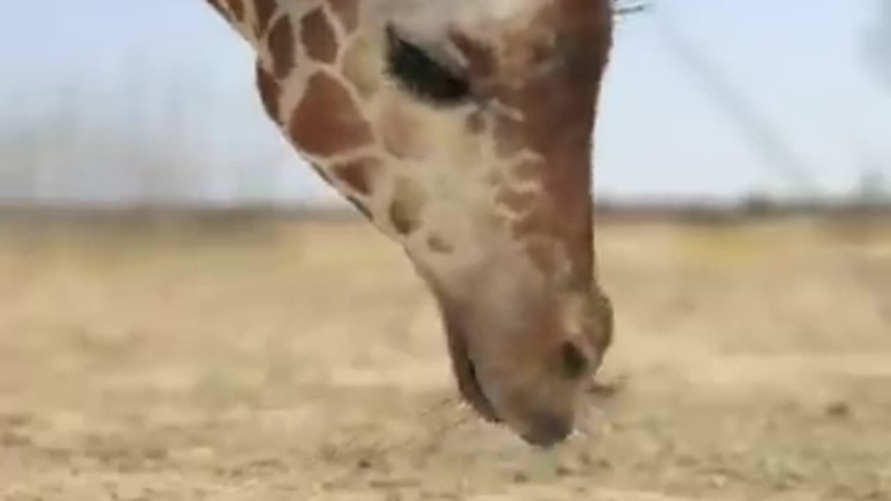 Elephant giraffe