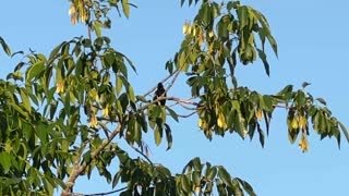 BIRD URBAN HUNTING LAPLACE LOUISIANA USA