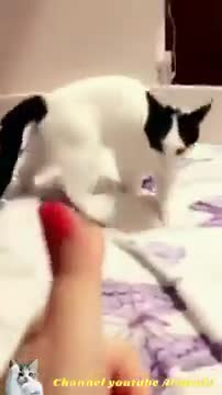 funny cat playing dead on finger shot