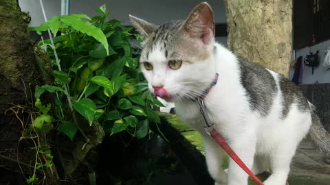 Cat Receives a Fishy Kiss